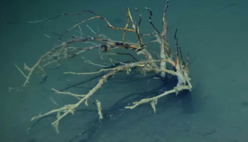 Mar Rojo pozos de la muerte