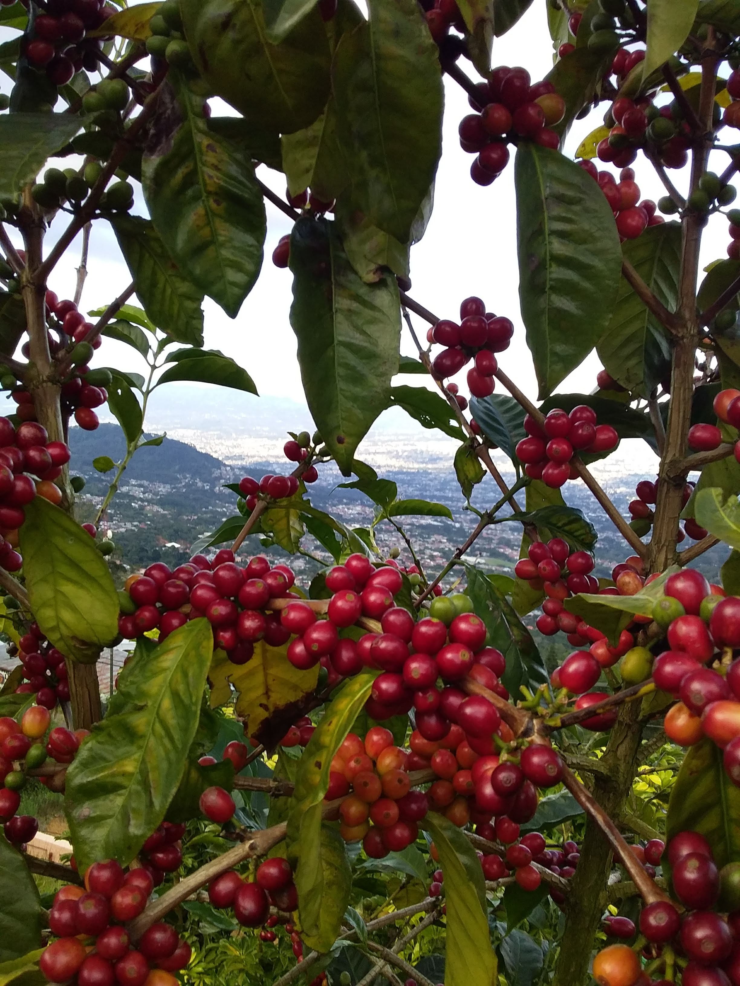 Don José María Fallas, mejor conocido como Pepe, y su esposa doña Daisy Elizondo, jamás imaginaron que, siendo ya ciudadanos de oro cultivarían café de la variedad Geisha al que le pusieron "Café Geisha".