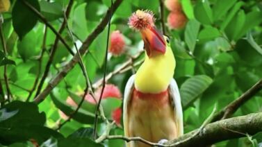 El tucán “más raro del mundo” fue encontrado en Costa Rica y dejó sin palabras a famoso tiktoker