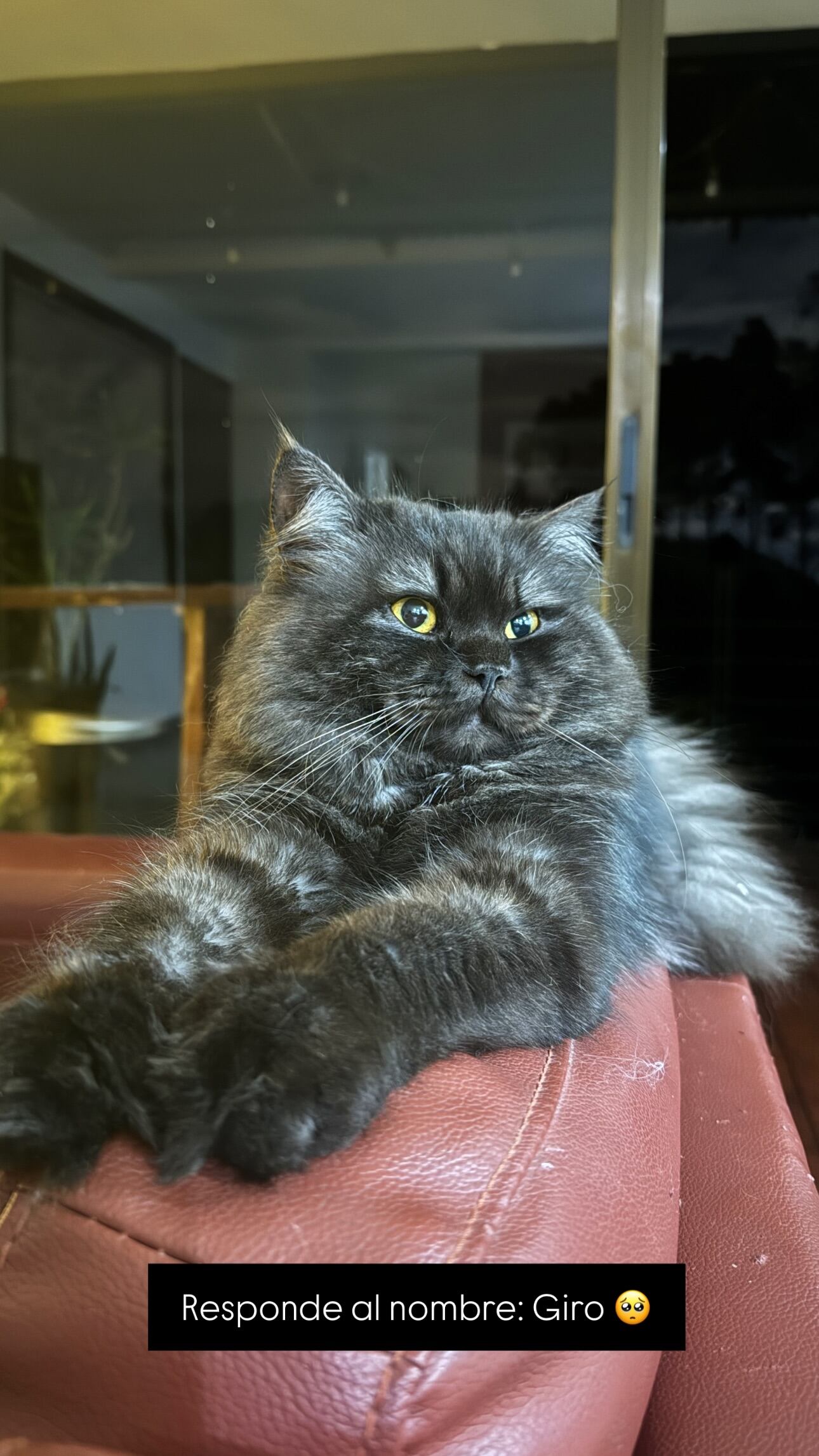 Giro, gato de Paola Chacón