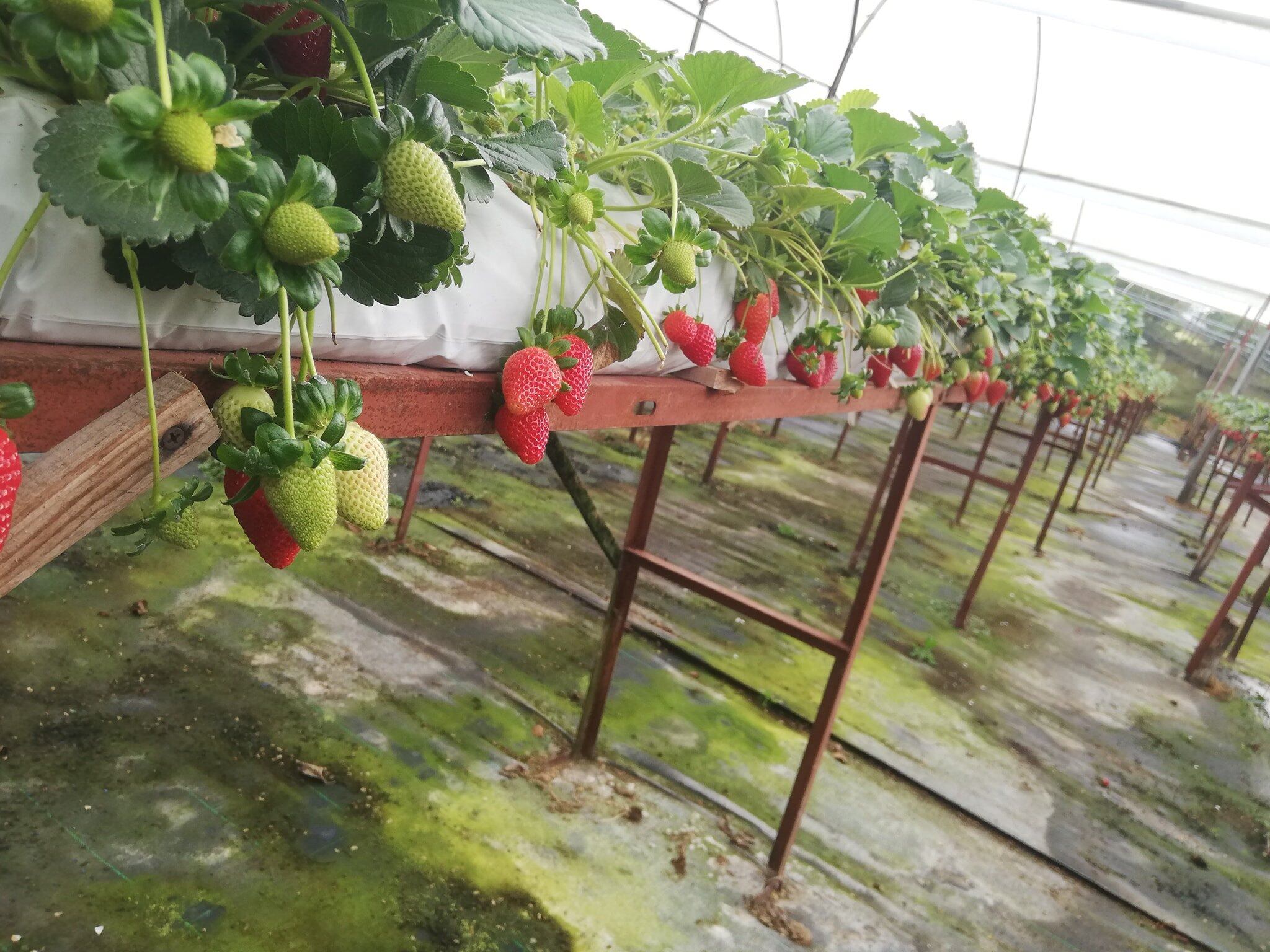En Poasito de Alajuela existe el primer tour de fresas guiado en Costa Rica y además para el hacer la experiencia más puras tejas es posible montarse en una carreta típica jalada por bueyes. Según el guía de turismo certificado por el ICT, agricultor, turistólogo y propietario y desarrollador de este tour, Eliécer Víquez, el Tour de Fresas permite una experiencia completa a los turistas nacionales o extranjeros