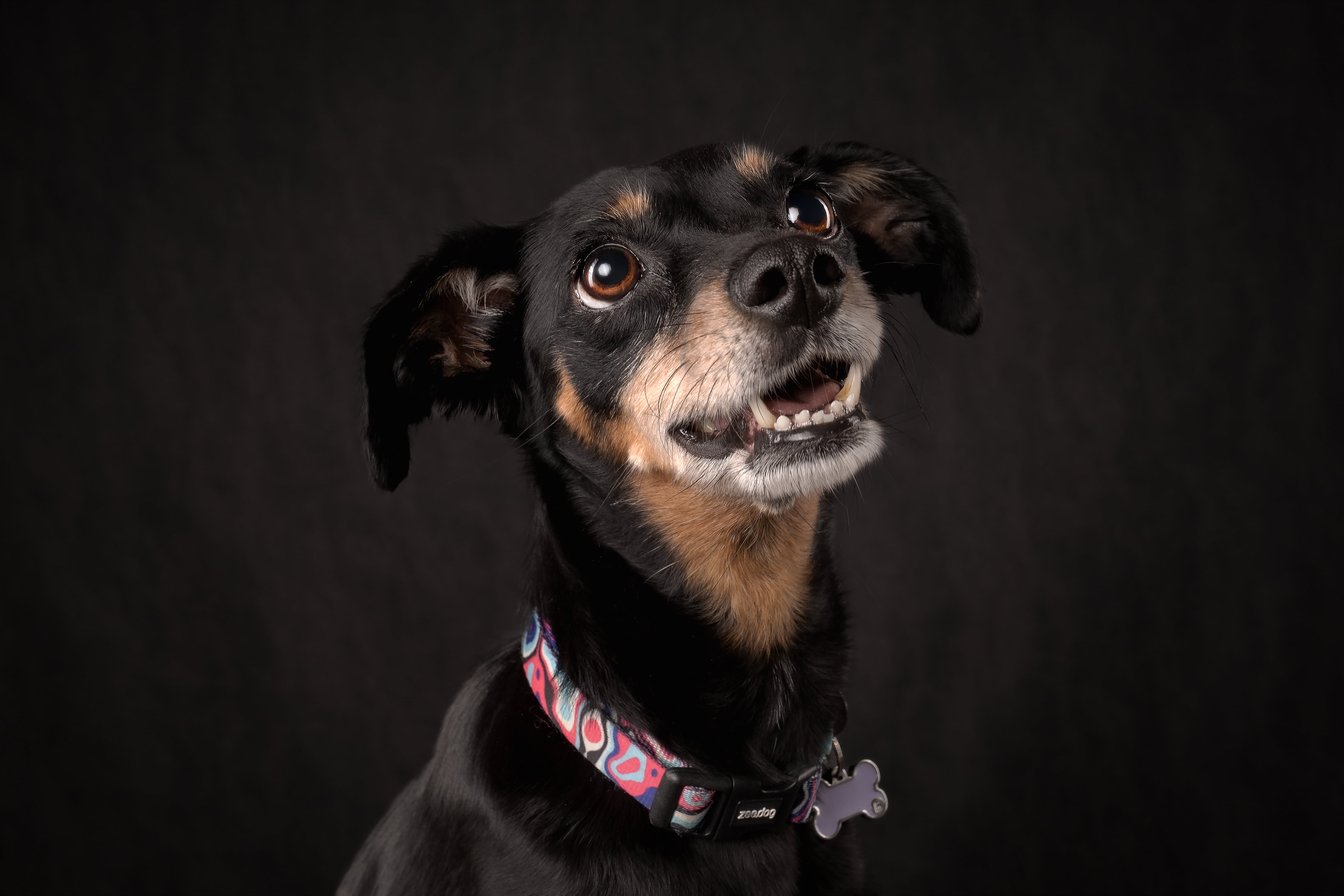 Logan, Luna y toda su manana son una verdadera sensación en redes sociales.