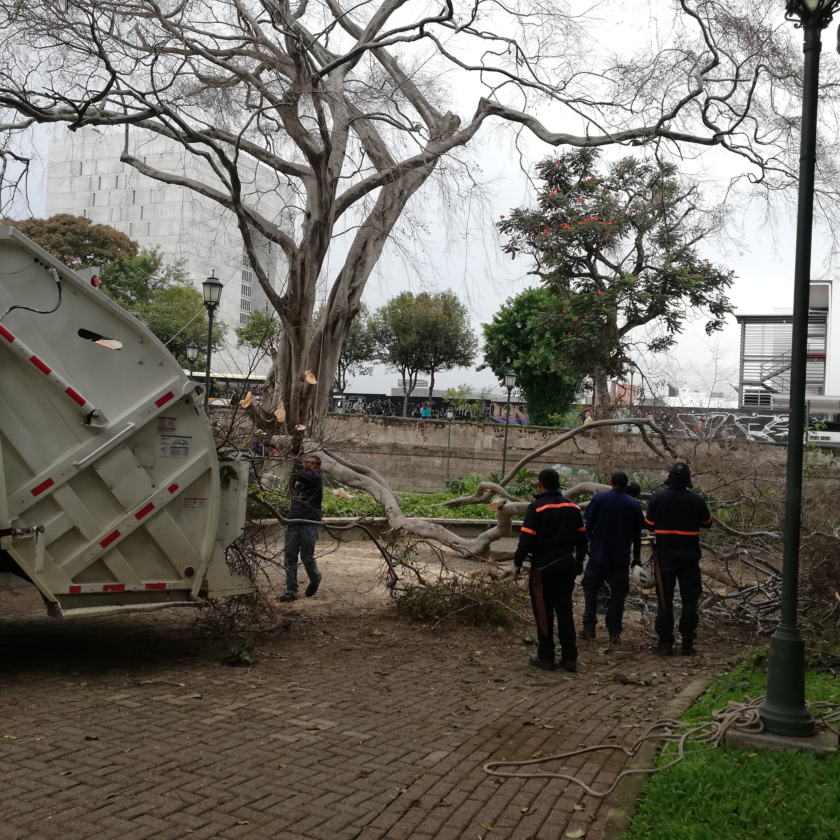El técnico forestal Luis Sheik, mejor conocido como “El doctor de los árboles”, con mucho dolor tuvo que despedirse, el pasado viernes 30 de octubre en el parque España de San José, de uno de sus “hijo”, un Laurel de la India que se enfermó profundamente.