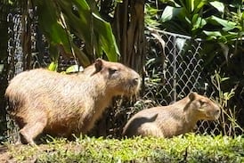 Las capibaras rescatadas ya tienen nombre gracias a una emotiva dinámica solidaria