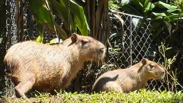 Rescate Wildlife invita a poner nombre a las capibaras decomisadas en Costa Rica