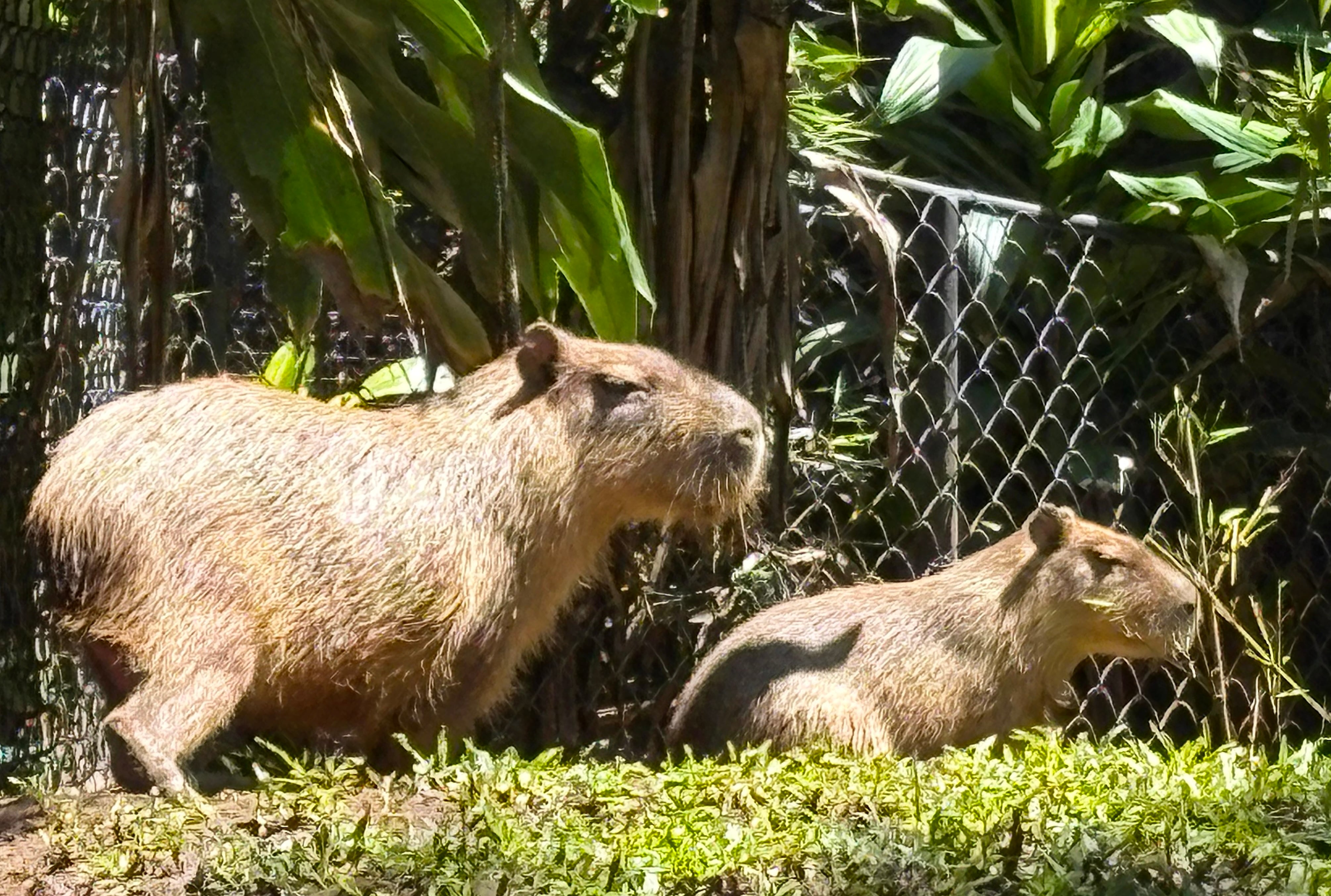 Así lucen ahora las capibaras en el Rescate Wildlife Rescue Center de Alajuela, donde han ganado peso. Fotografía: