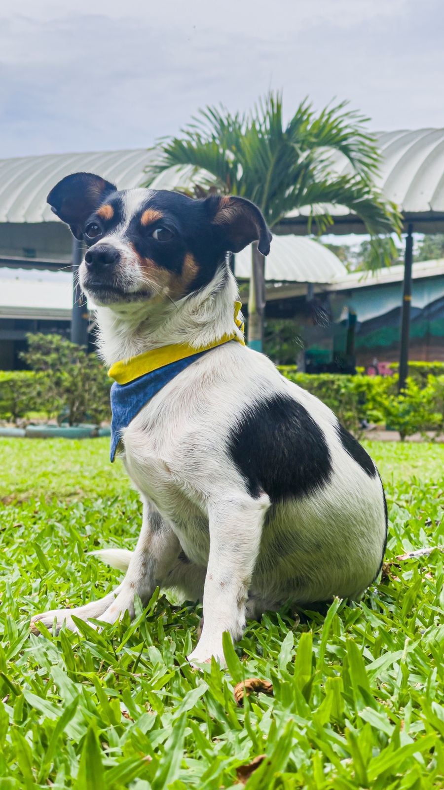 Pinto es uno de los perritos que ganó el concurso de La Teja