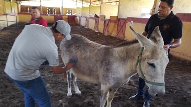 Bien bañado y peluqueado, el burro Pepe cargará por tercer año imagen de Jesús entrando a Jerusalén
