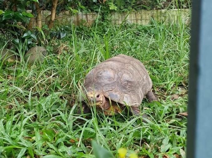 Guguza, tortuga que fue robada en Montes de Oca. Foto cortesía Rodolfo Vicente.