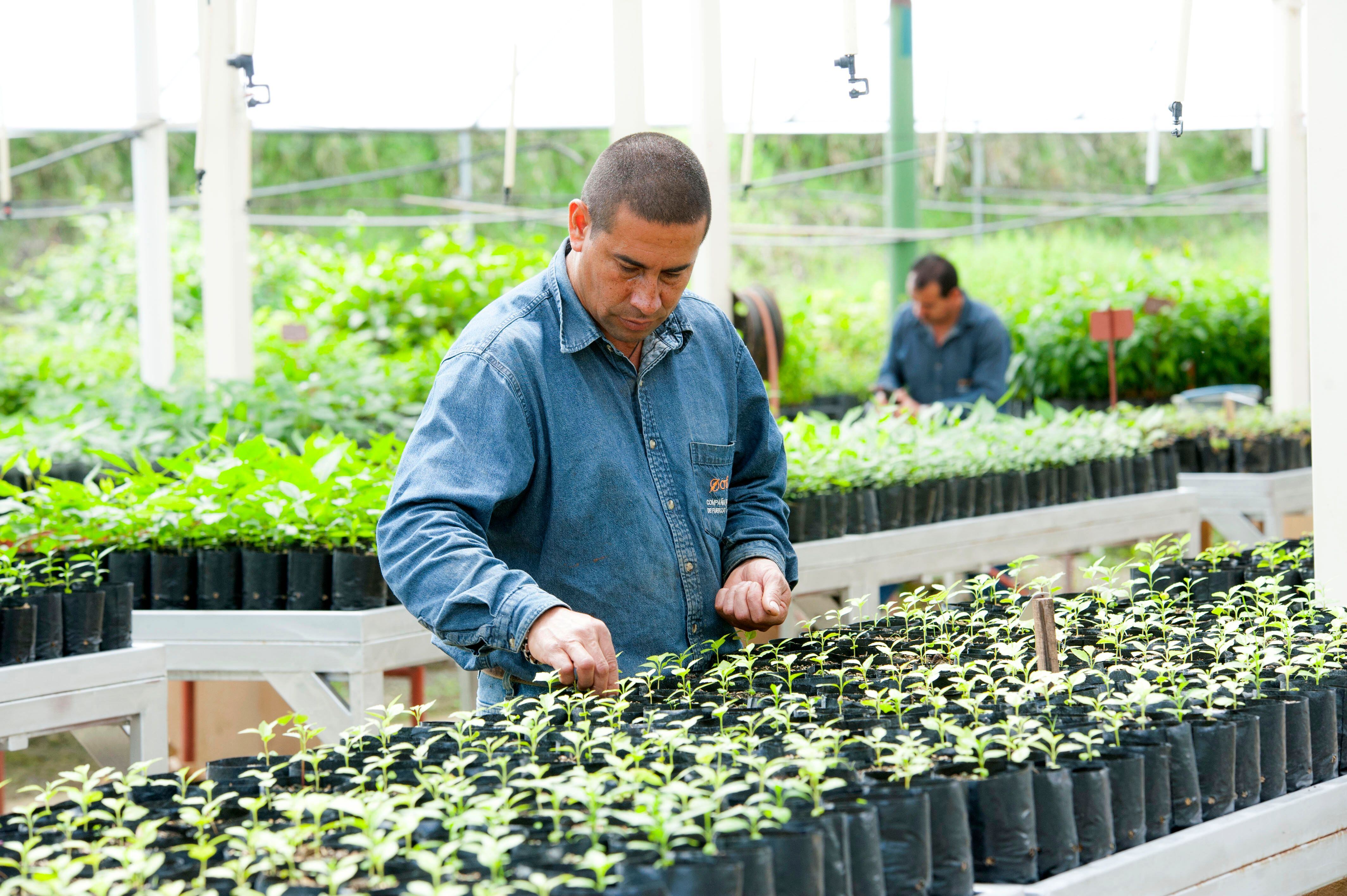 Aprovechando la celebración del Día Nacional del Árbol, que fue este 15 de junio, el Instituto Costarricense del Deporte y la Recreación (Icoder) y el Scotiabank, confirmaron que después de 13 años finaliza el proyecto de arborización “Una Nueva Sabana” en Parque Metropolitano La Sabana.