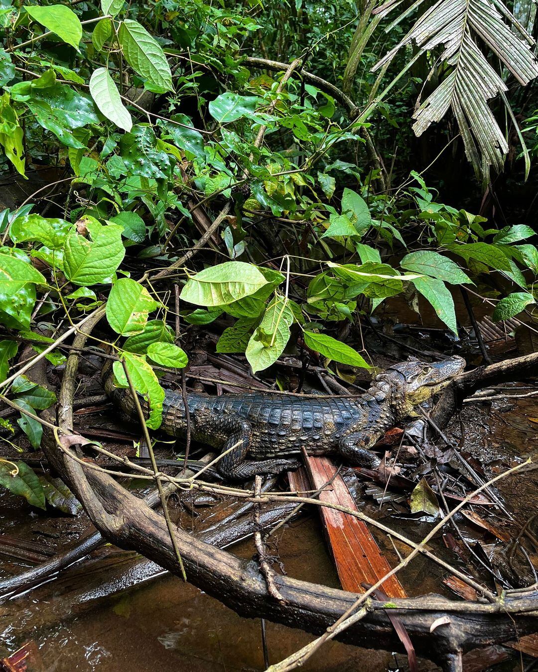 Daniel Carvajal vivió toda una aventura en medio del bosque de Tortuguero.