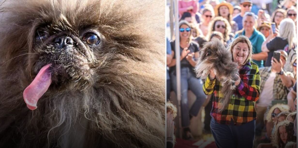 perrito más feo del mundo
