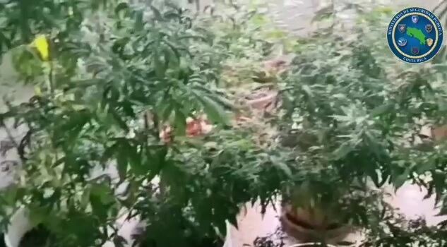 22 plantas de marihuana fueron decomisadas dentro de casa en Heredia. Foto MSP.