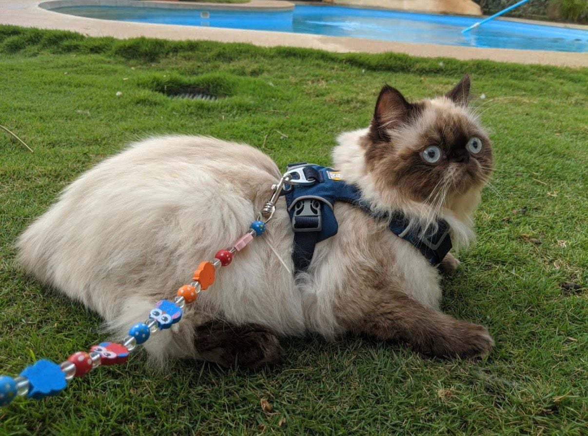 Cuando Graciela Gómez Gómez, vecina de Santa Bárbara de Heredia, decidió tener su propio gato, nunca imaginó que estaba a punto de iniciar una de las batallas más duras (y también más transformadoras) de su vida con Yodi.