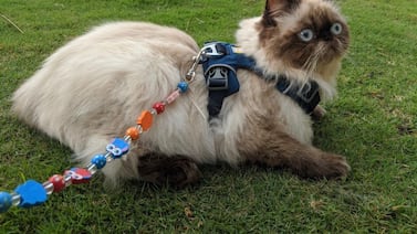 El gato que se niega a rendirse: Yodi, el “niño especial” que cambió la vida de su mamá humana