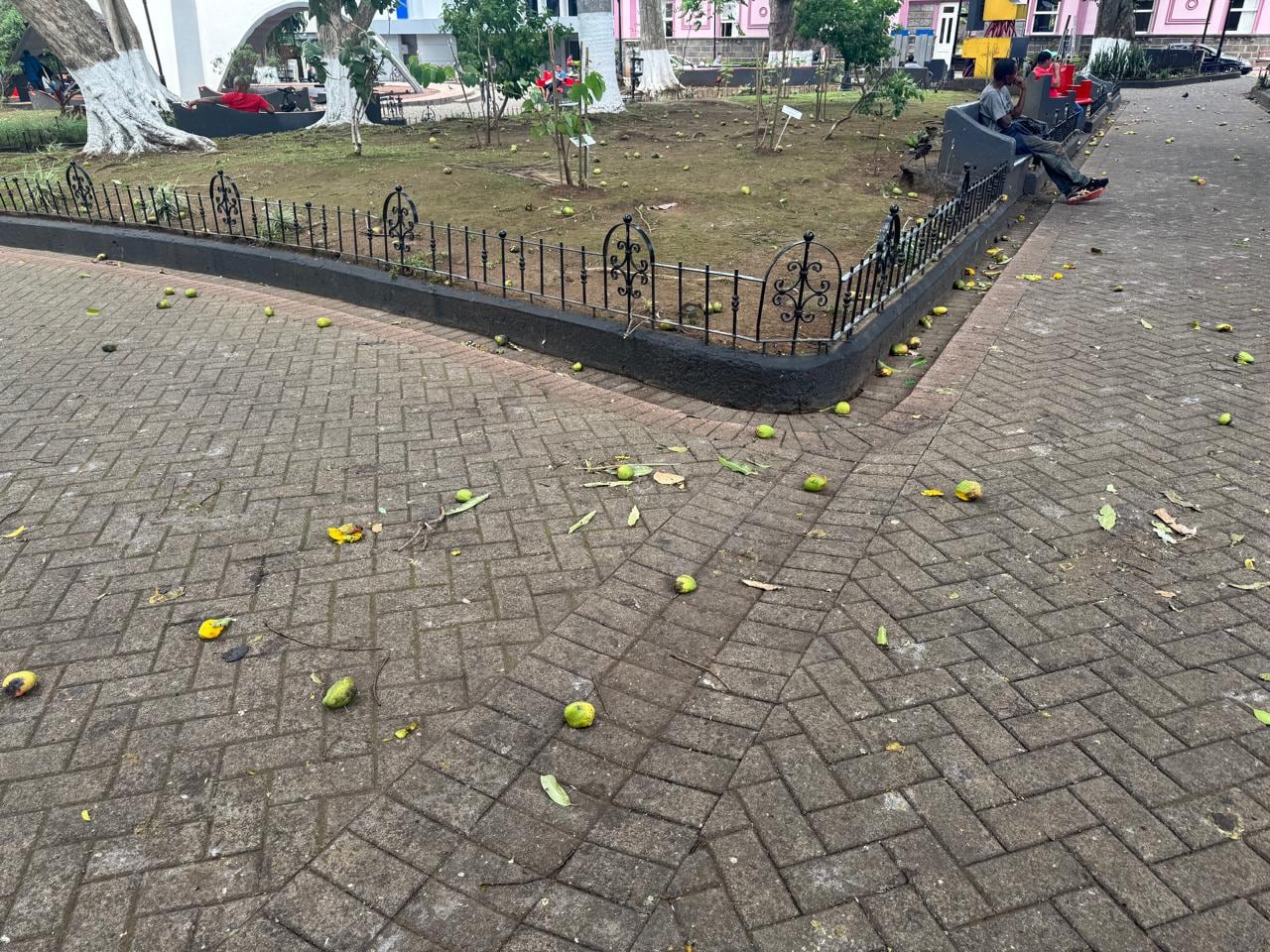 Caída de mangos en parque de Alajuela