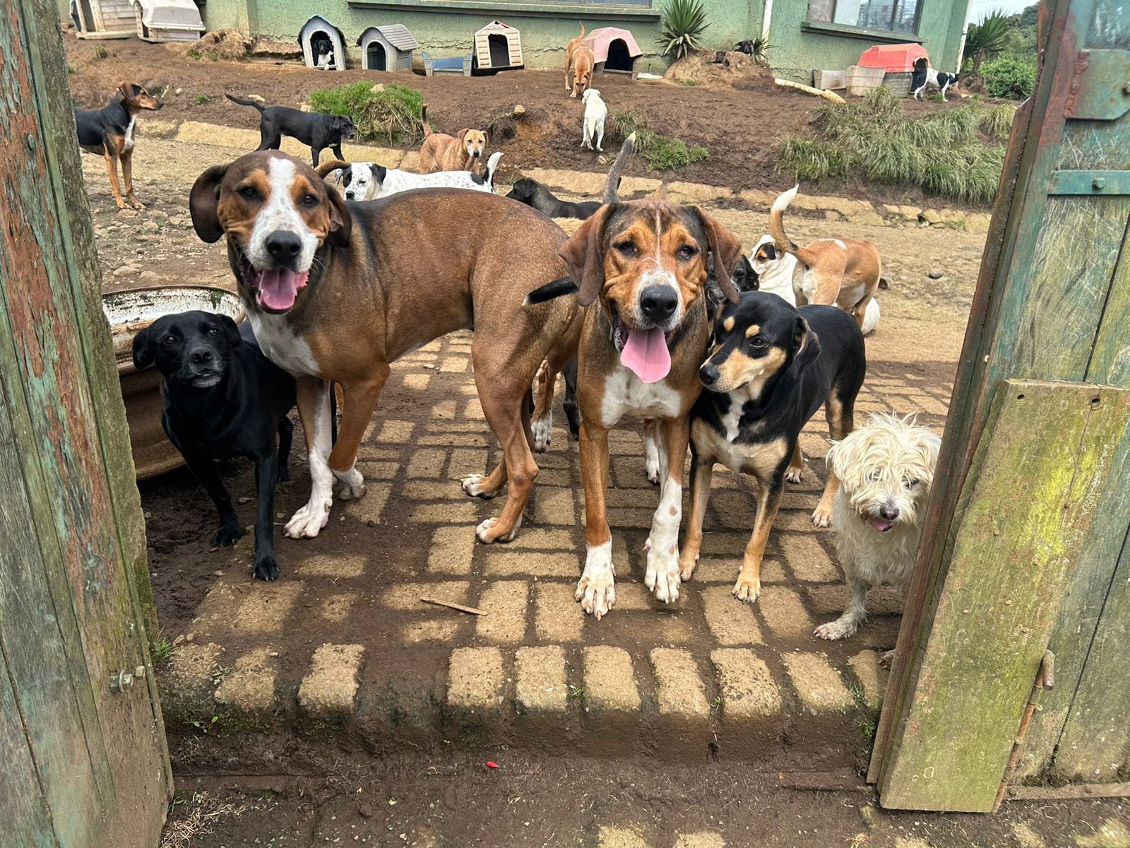 Asociación Animales de Asís CR.