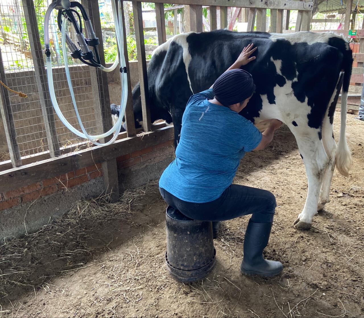 Actualmente, doña Karla trabaja en la mejora del ganado de triple propósito