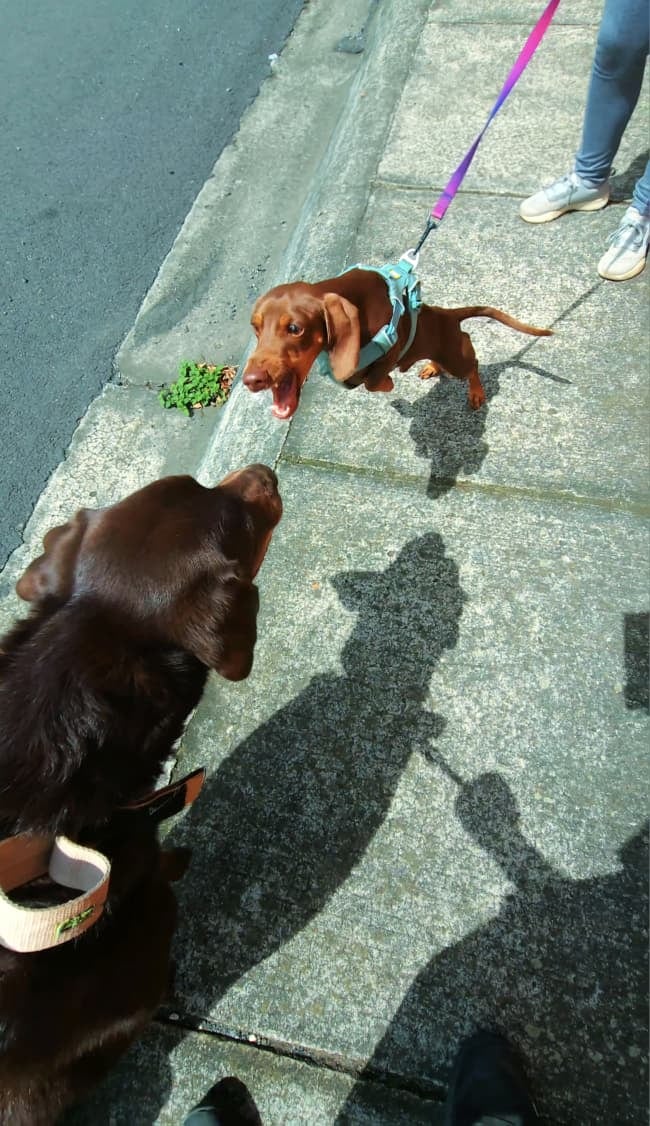 Este labrador chocolate de 8 años ayuda a otros perros a aprender a convivir con más calma. Junto a Hannibal Chevez, se ha convertido en un aliado para enfrentar los problemas de conducta canina haciendo salchiexorcismos