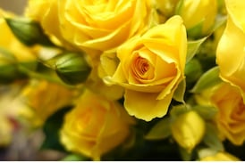 ¿Por qué se regalan flores amarillas este 21 de septiembre? Esta es la historia detrás de la tradición