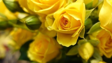 ¿Por qué se regalan flores amarillas este 21 de septiembre? Esta es la historia detrás de la tradición