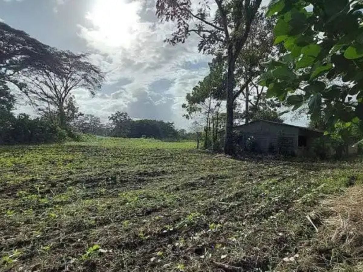 Así se ve el lote en Upala, es bastante plano.