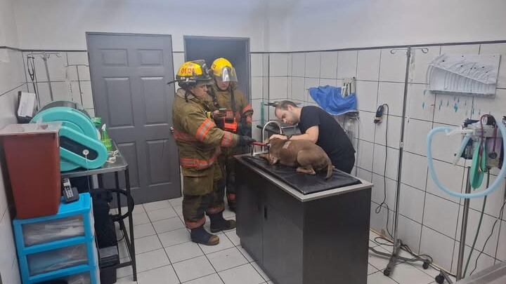 Perro sufrió tres balazos en barrio Cuba, San José. Foto: Bomberos