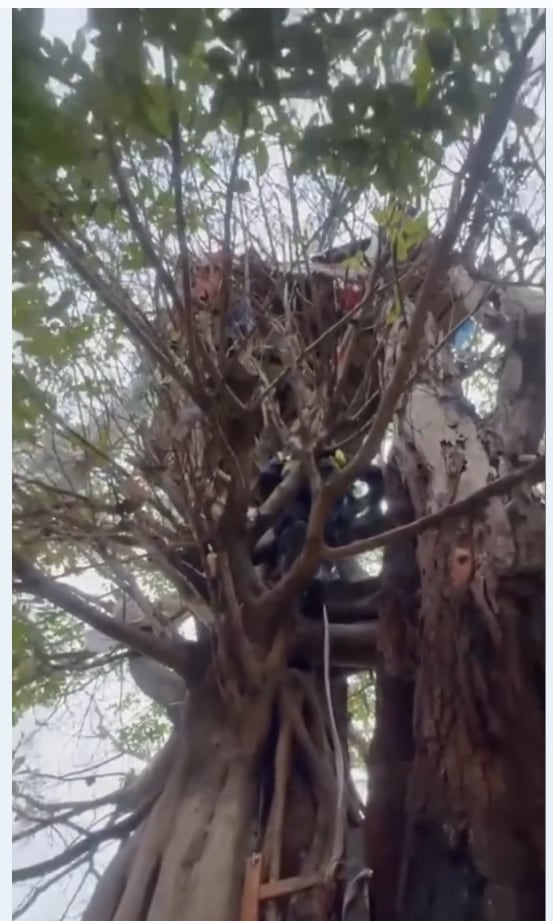 La Policía Municipal encontró un búnker en un árbol