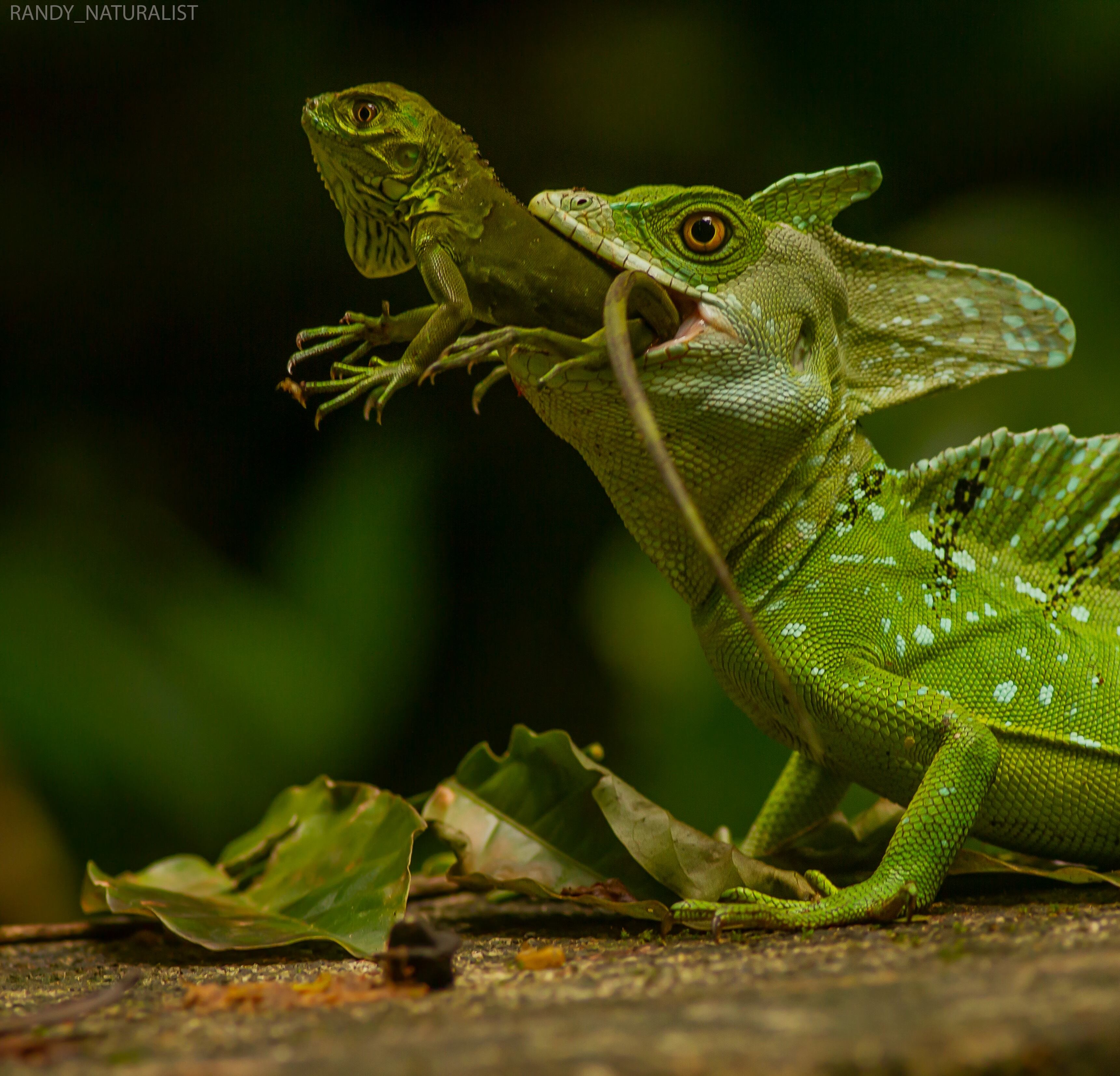 Randy Gómez Alvarado es un siquirreño de la pura cepa, tiene 25 años, es guía naturalista casi desde que nació, le encanta la observación de aves y todo tipo de animales, y está orgulloso de haber logrado una superfoto que le dio la vuelta al mundo