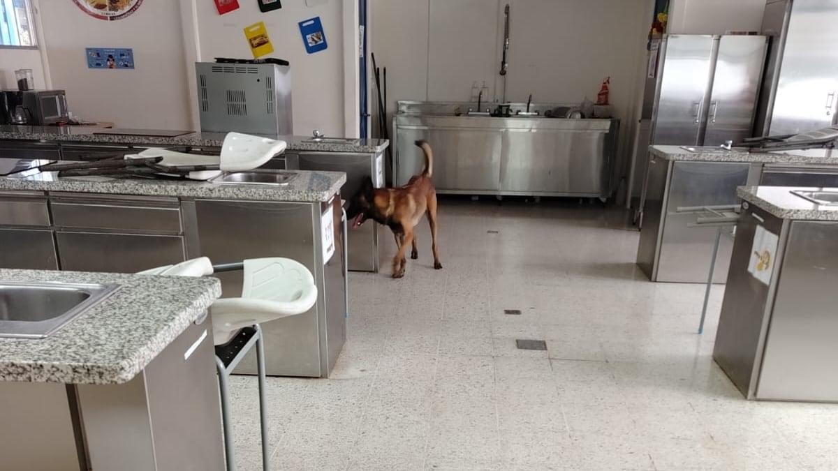 Zeus es un perro profesional detectando explosivos, de hecho, uno de los más experimentados del país, además, es un puro amor y ternura