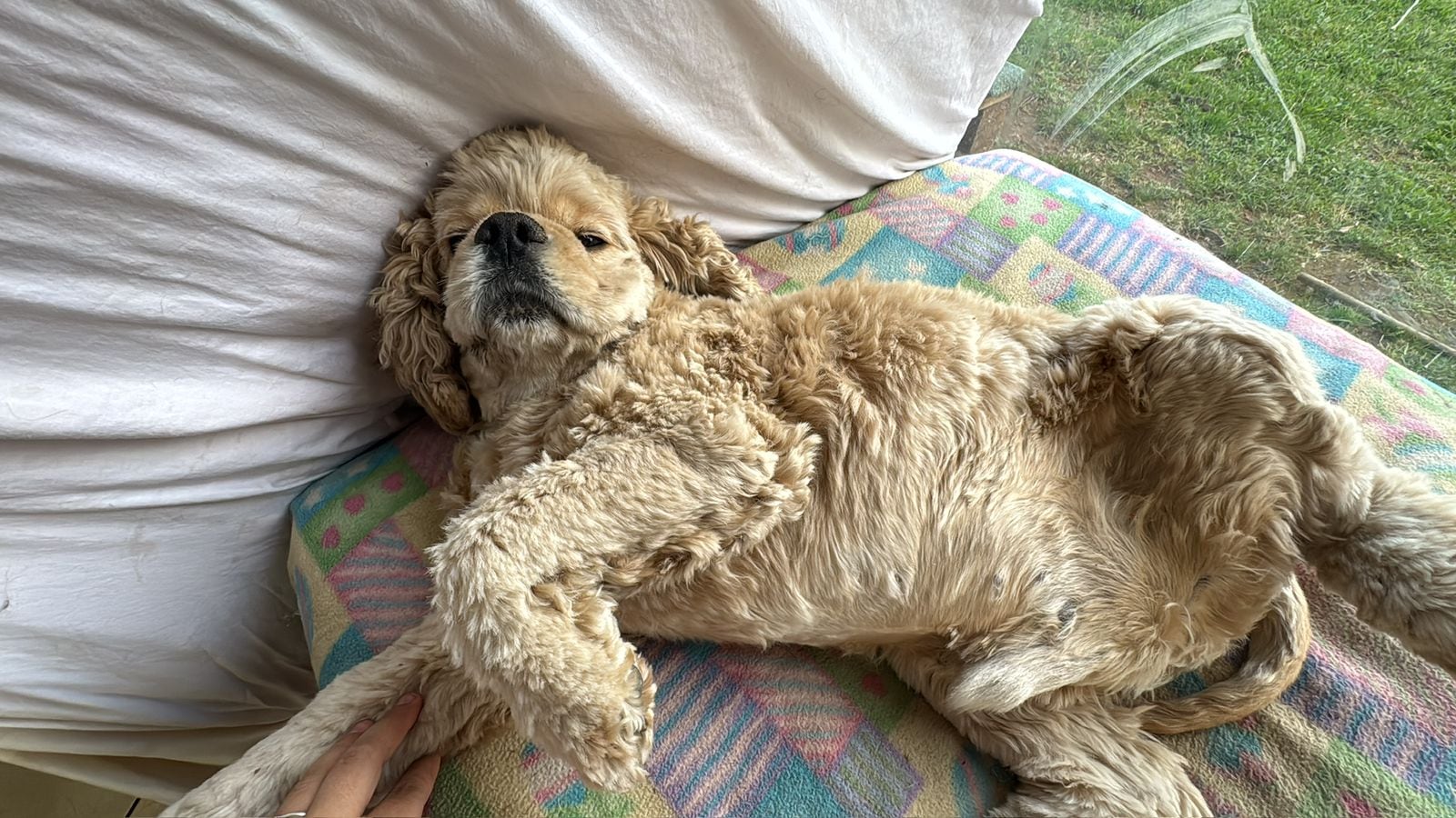 Coco venció una grave enfermedad que casi lo mata, gracias al amor de Andrea Prado, quien además mantiene a 28 perros rescatados y ahora necesita ayuda para seguir adelante