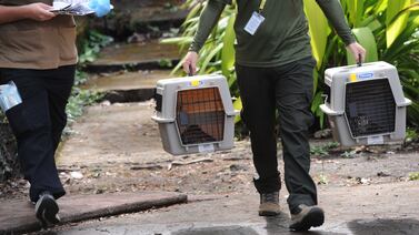 Esto dice el Colegio de Veterinarios sobre los 400 animalitos trasladados del Simón Bolívar