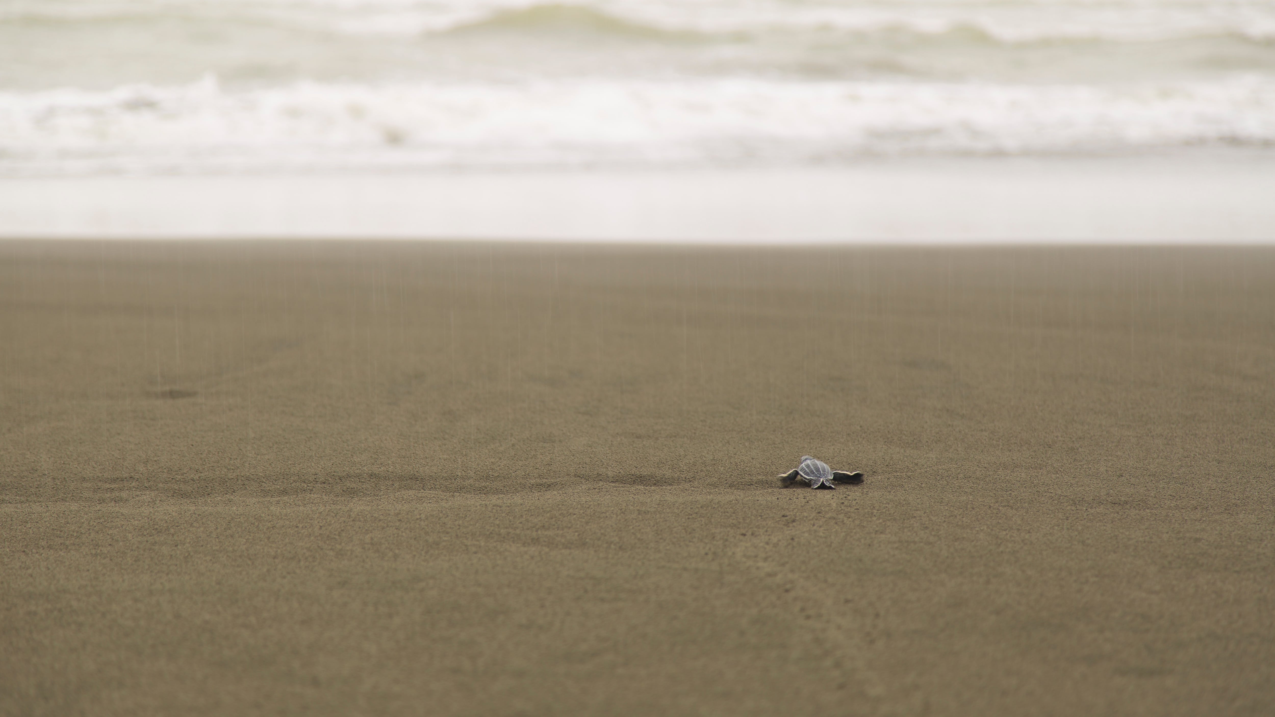Las tortugas marinas en Moín están en riesgo pese a los esfuerzos de iniciativas como el Programa de Conservación de Tortugas de APM Terminals. Fotografía: Cortesía.
