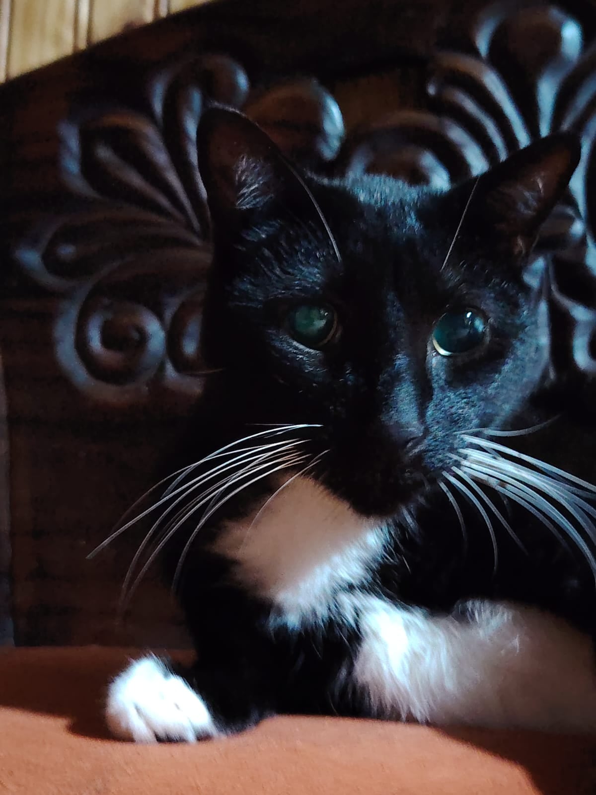 El gatito criollo, Julián, llegó a la vida de la profesora de música Marta Sánchez cuando apenas tenía un mes de nacido y desde entonces se convirtió en el chineado