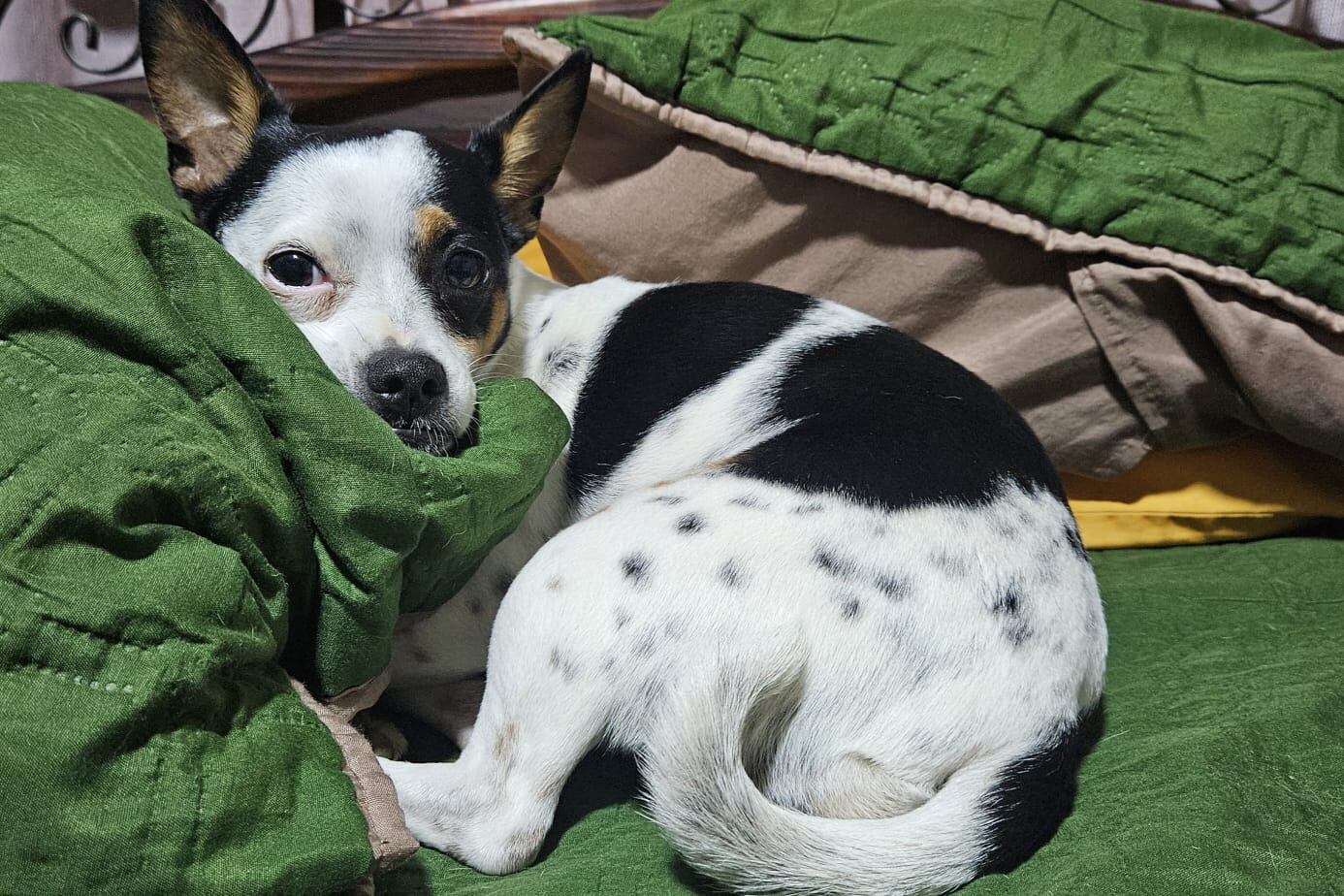 Noa es una perrita que le tiene mucho miedo a la pólvora