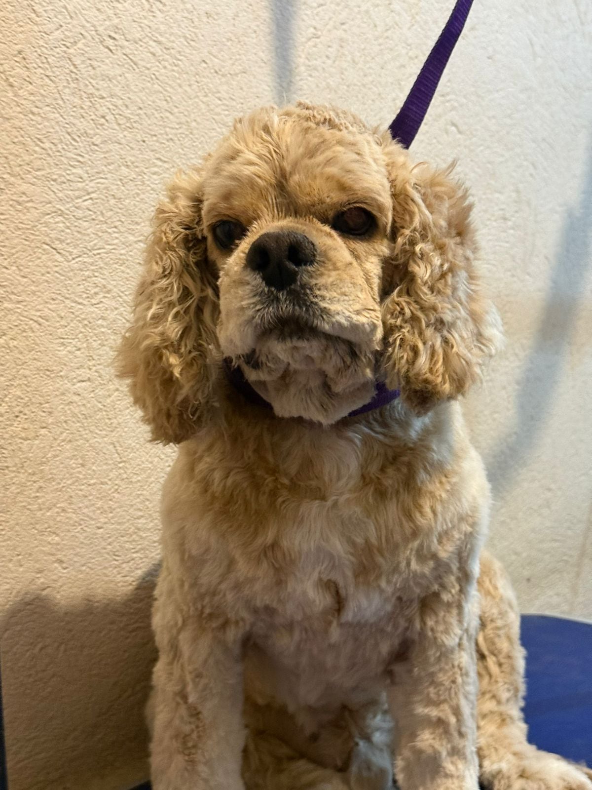 Coco venció una grave enfermedad que casi lo mata, gracias al amor de Andrea Prado, quien además mantiene a 28 perros rescatados y ahora necesita ayuda para seguir adelante