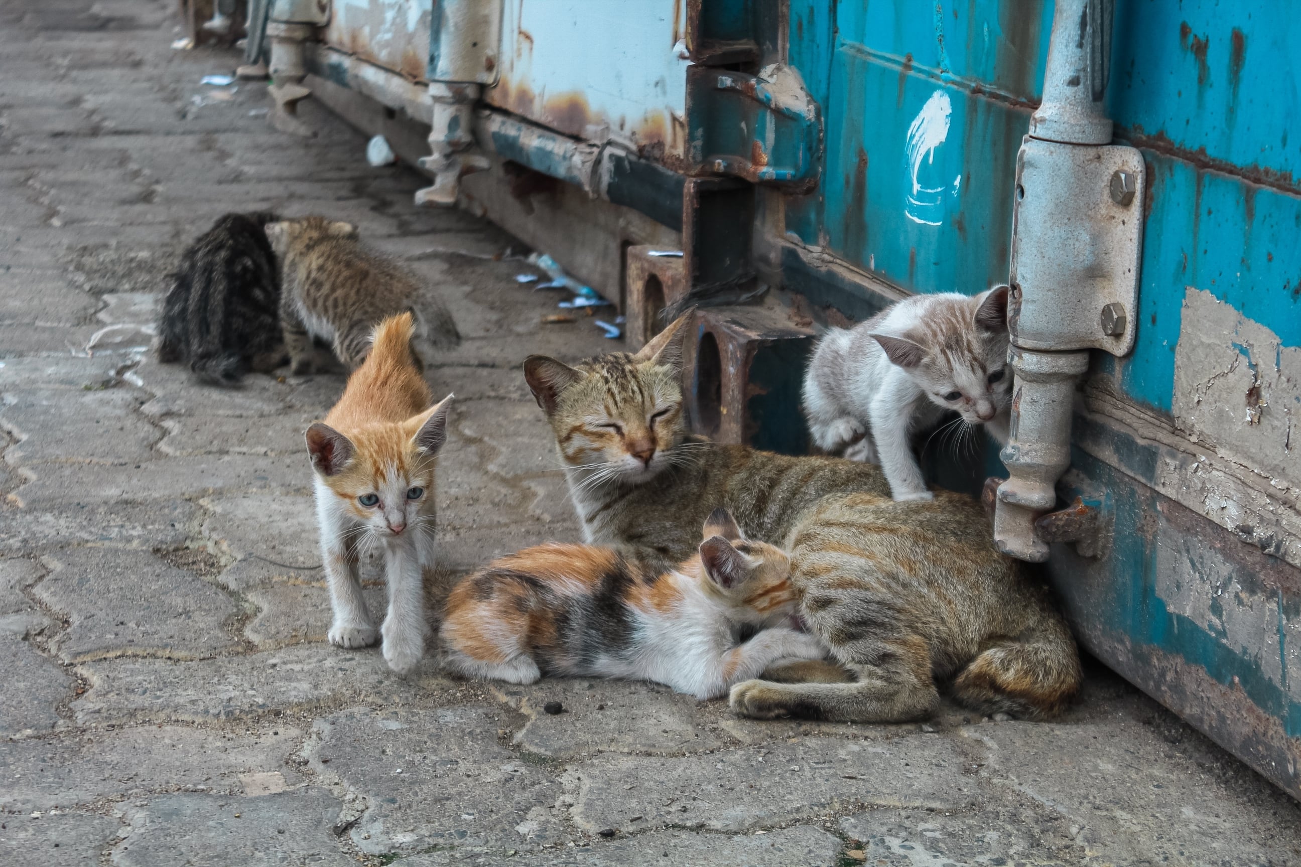 Los gatos callejeros sufren mucho de acuerdo a lo que nos confirma Julia Rojas de Catrix. El 8 de agosto se celebra el Día Mundial del Gato.