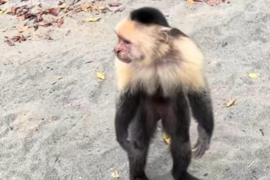 Expertos advierten que alimentar animales silvestres altera su comportamiento natural.