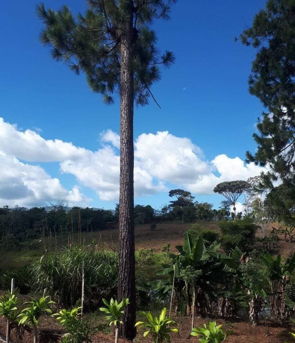 Gato atrapado en árbol. Foto Mario Cordero.