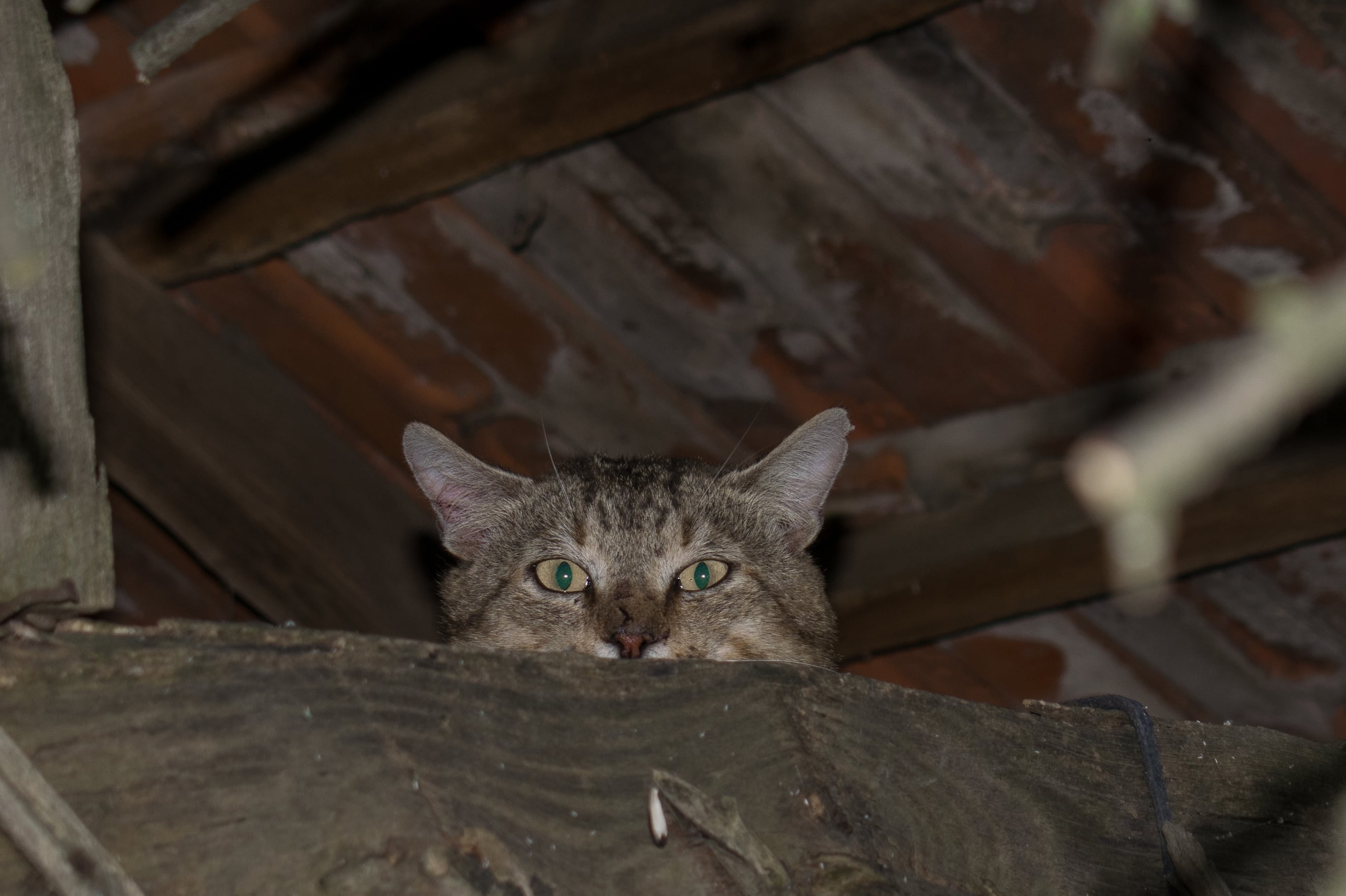 Familia vivió seis meses en una casa embrujada en Palmares