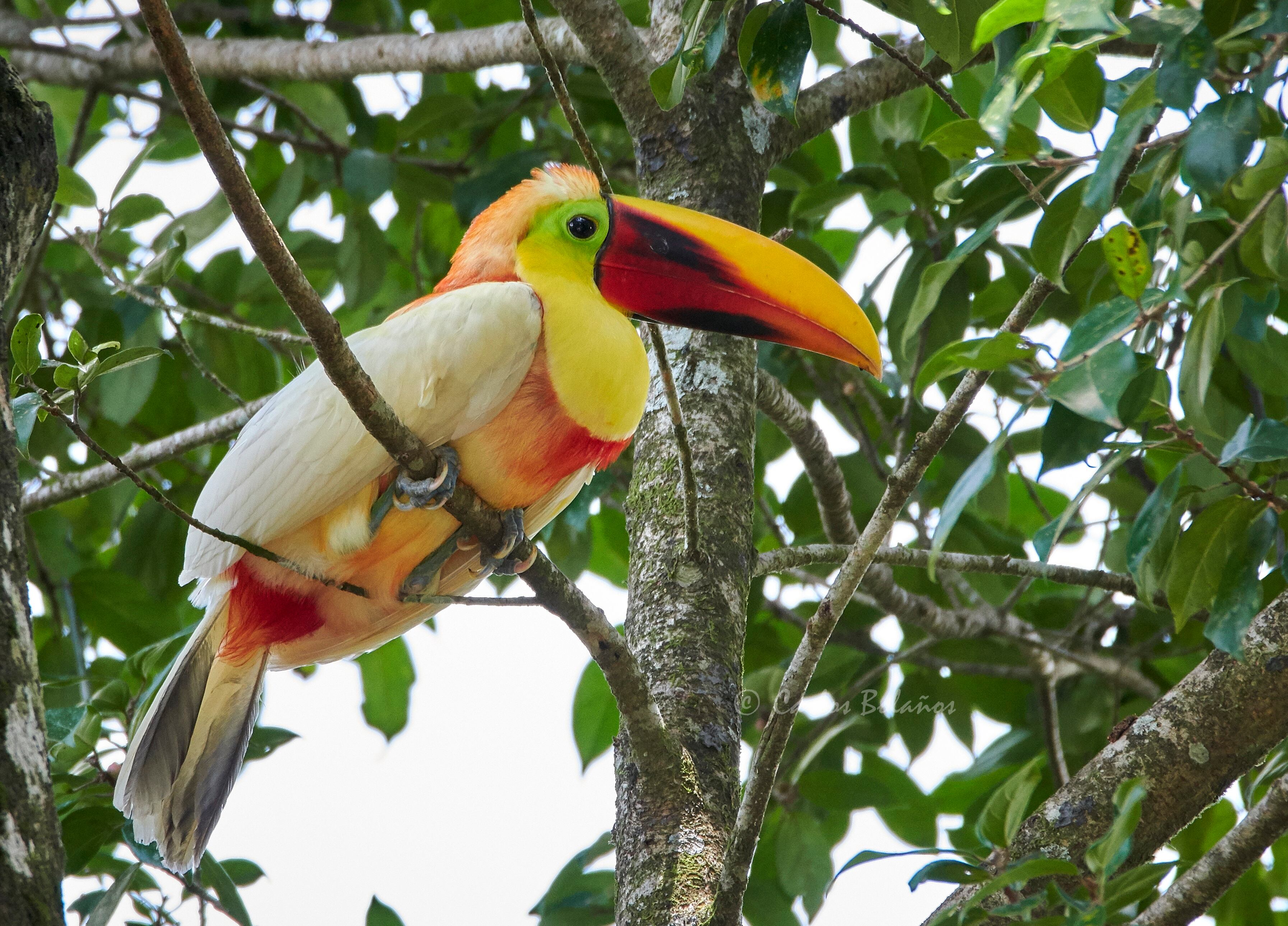 Tucan Blanco este fue el regalo de mi cumpleaños uno especie que nunca olvidare una fotografia que aun recuerdo por su hermoso vuelo y colores.. creo que fue una fotografia que le dio la vuelta al mundo literalmente mi facebook se lleno de invitaciones de amistad y gente interesada de conocer mas sobre el tucan. curiosamente aun me contactanta personas de Honduras, Colombia, Argentina, Guatemala que usan mis fotos y indican que fue avistado en esos lugares.