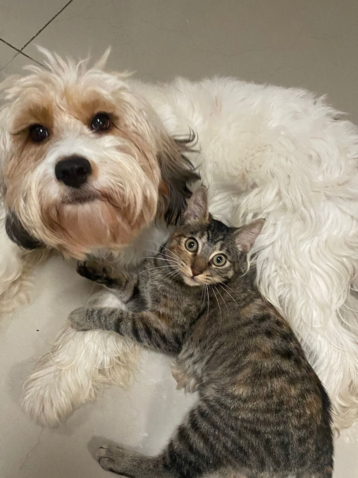 Benji, un zaguatico con alma de ángel, y Ágatha, una gatita de mirada sabia y carácter fuerte, quienes son los modelos oficiales de Bulupets, la tienda de accesorios para mascotas que su dueña, Sofía Moya Espinoza