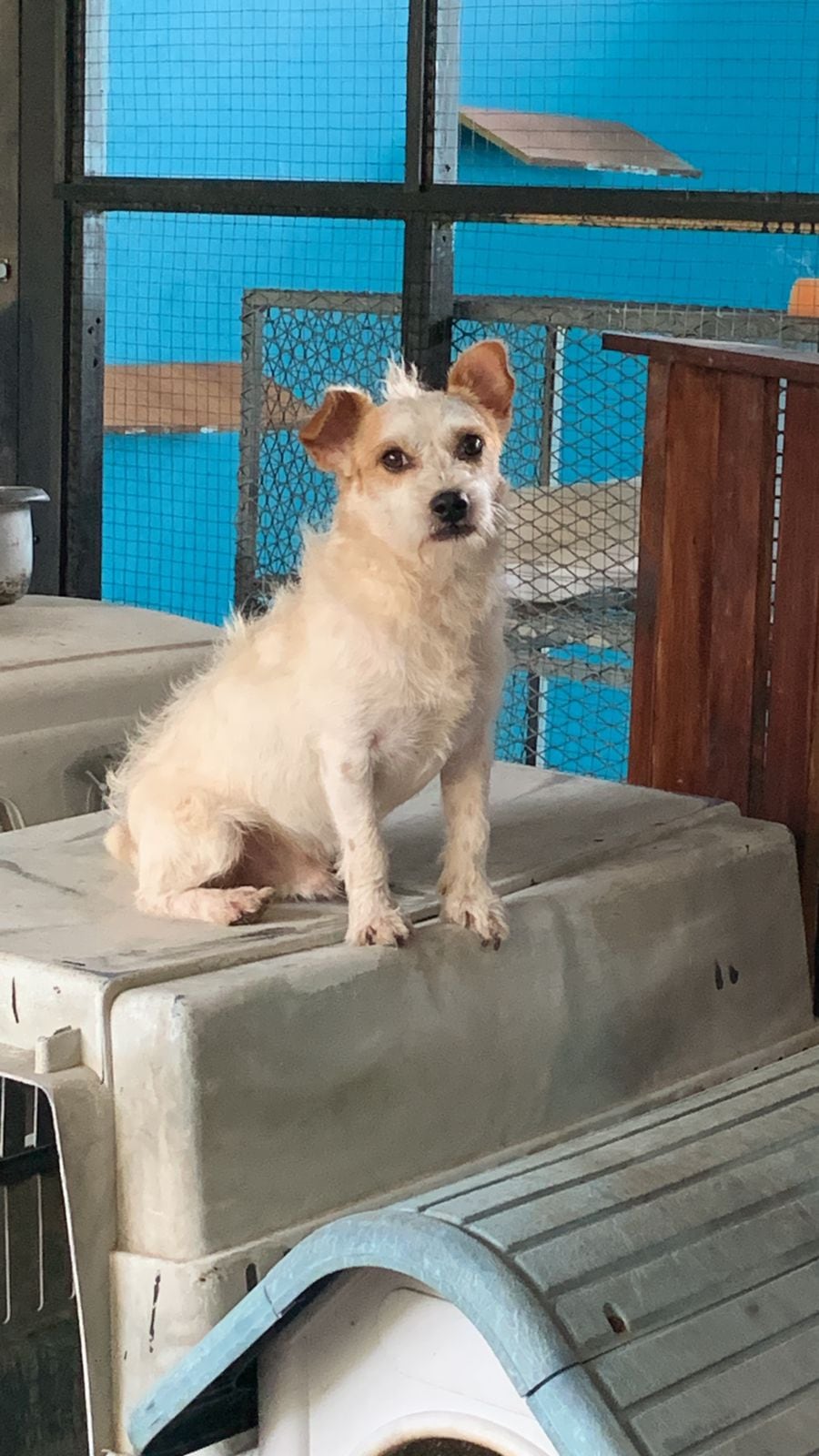 Pirucho, un perrito que fue rescatado de las calles, ganó la edición 35 del Zaguate del Año que se realiza en Pérez Zeledón.