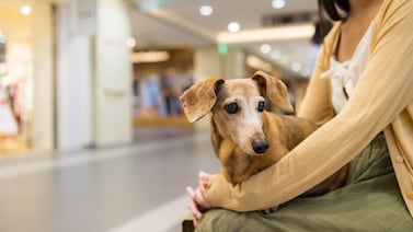 Si usted supiera lo que siente su perro en un centro comercial, no lo volvería a llevar nunca
