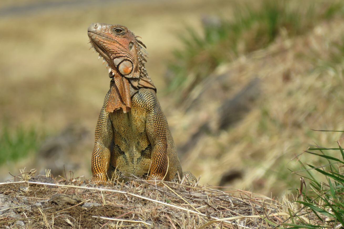 La gente del Programa de Control de Fauna de AERIS, administradora del aeropuerto Juan Santamaría, confirmó el año pasado que un verdadero zoológico es vecino del aeropuerto. Después de 2.150 recorridos de vigilancia el año anterior el Control de Fauna observó a 14.539 animales de 65 especies diferentes.
