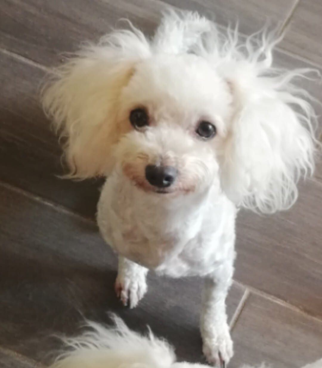 Perros perdidos. Foto cortesía.