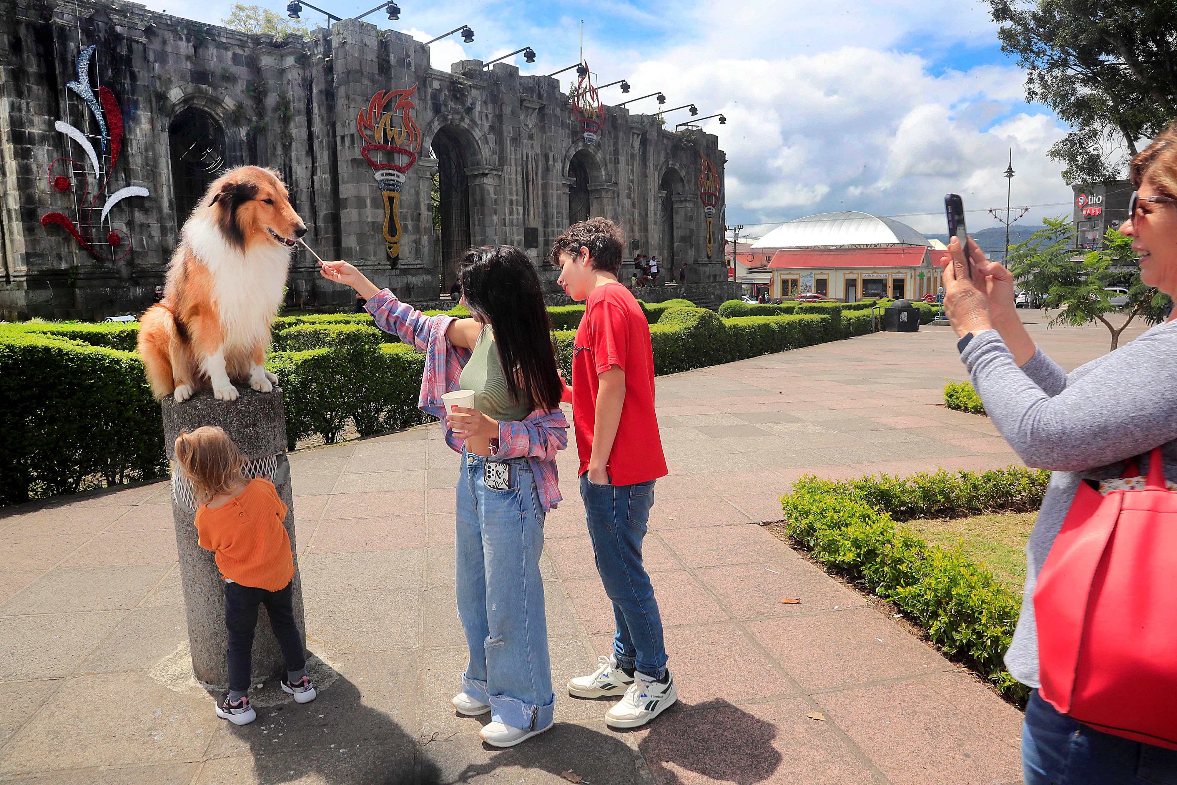 18/09/2023 Cartago. Theo es un perro de la raza collie de pelo largo, dócil y amigable, entrenado para subirse en mojones, ventanas y maceteras y quedarse ahí tan quieto como para posar con niños y adultos, e incluso dejarse acariciar por cualquier persona, como lo demostró este viernes al frente y en los jardines internos de las Ruinas de Santiago Apóstol.