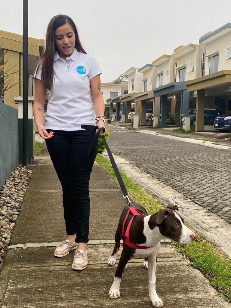 Noé es una empresa de niñeros de mascotas a domicilio