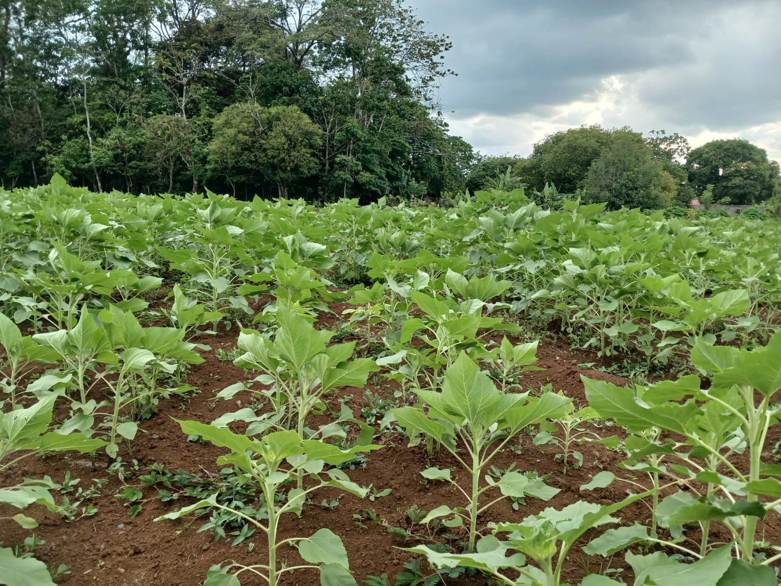 Campo de Girasoles Pital