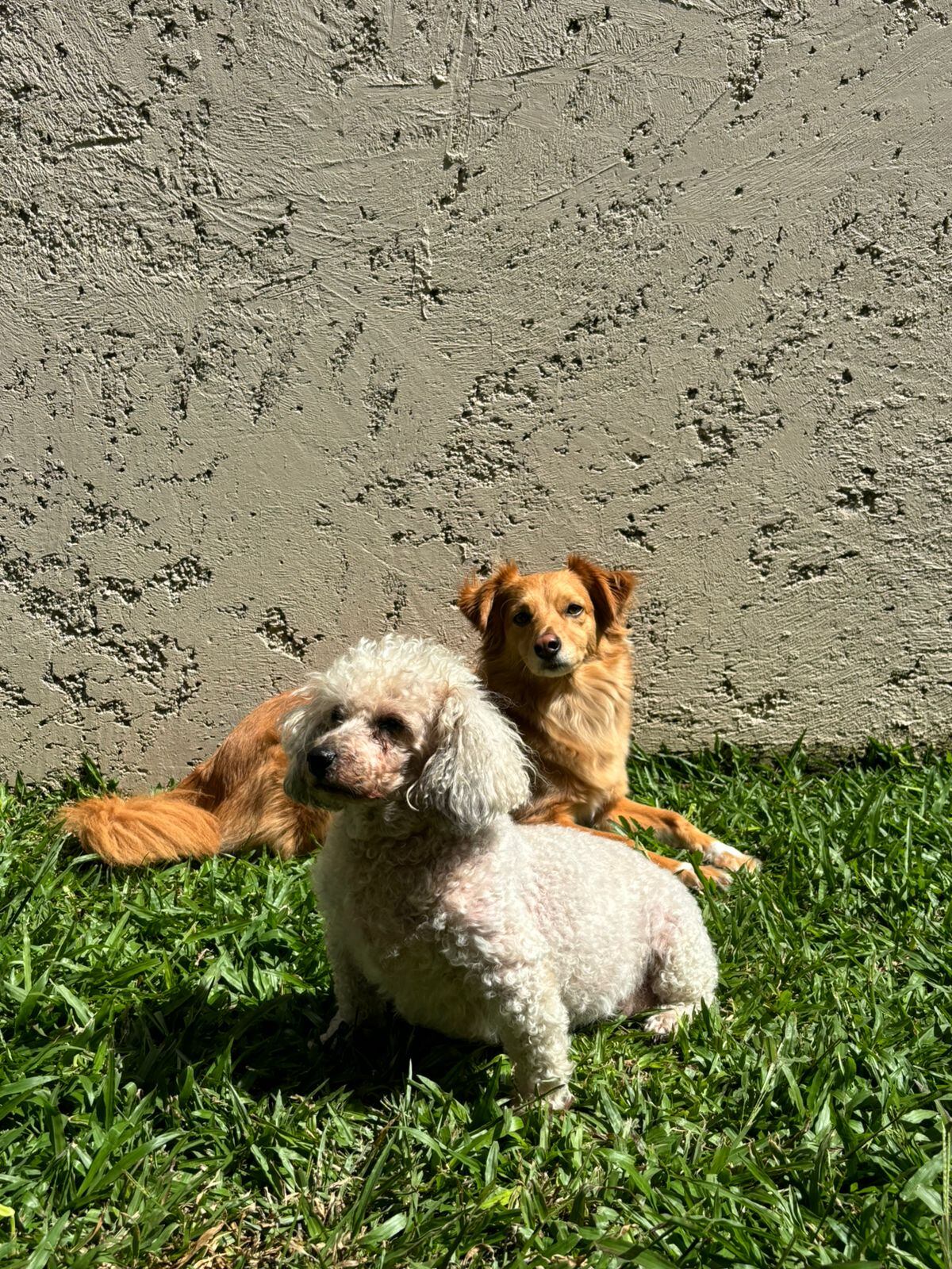 David Rodríguez García, vecino de Purral de Goicoechea, tiene 20 años y asegura que su vida cambió para siempre gracias a una zaguatica, Bendi, que llegó justo cuando más la necesitaba.